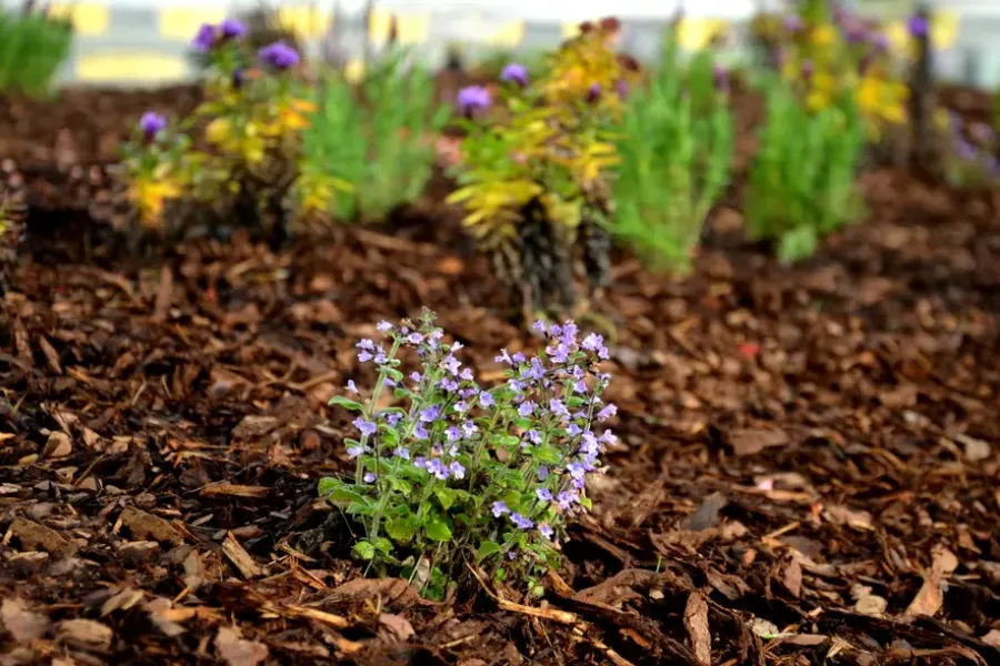 Common Mulching Mistakes And How To Avoid Them Bel Air, MD Common Mulching Mistakes And How To Avoid Them Bel Air, MD