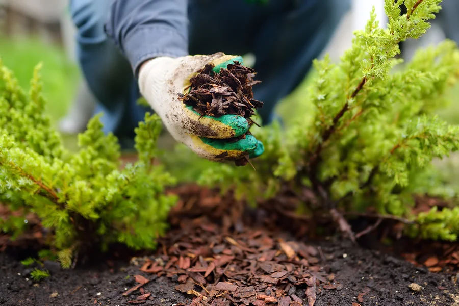 Common Mulching Mistakes And How To Avoid Them in Bel Air, MD Common Mulching Mistakes And How To Avoid Them in Bel Air, MD