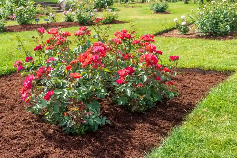 Why Mulching Improves The Appearance Of Your Garden in Bel Air, MD Why Mulching Improves The Appearance Of Your Garden in Bel Air, MD